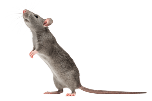 A rat standing on its hind legs with its tail up png