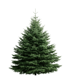 Lush green evergreen tree isolated against black background png