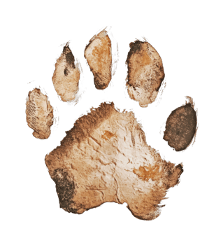 Realistic animal paw print with textured details and muddy appearance png