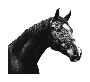 Majestic dark horse portrait with elegant stance png