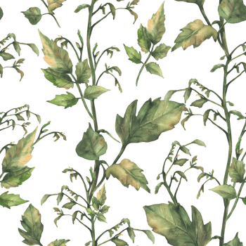 Tomato plant green stem with leaves, without fruit and without flowers seamless pattern. Watercolor botanical agricultural, farming realistic fabric. Hand drawn illustration isolated from background png
