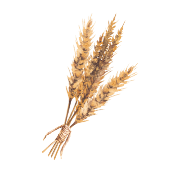 Bundle of malt ears tied with rope twine. Watercolor Barley spikes golden grain ears bouquet. Hand drawn illustration for beer label, brewery menu. Botanical realistic clipart isolated Illustration png