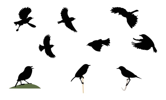 African stonechat bird Silhouette Collection vector