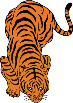wild tiger cartoon set vector