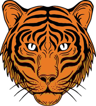 wild tiger poses set vector