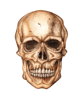 Skull human realistic frontal watercolor illustration. Bones creepy, terrible. Day the Dead, Halloween, Dia de los muertos. Isolated from background. Ideal for medical, educational or themed designs. png