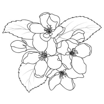 Apple Blossom Outline Spring Fruit Tree Flowers vector