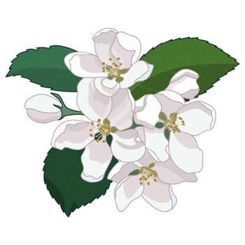 Spring Apple tree Blossom Flowers vector