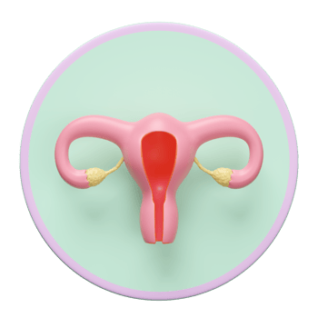 3d uterus human realistic icon isolated. 3d illustration render png