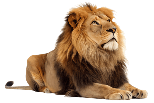 Majestic lion with a golden mane resting peacefully against a stark transparent background, looking up proudly png