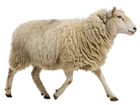 Sheep walking on a transparent background showing its woolly coat and slender legs in a studio shot png