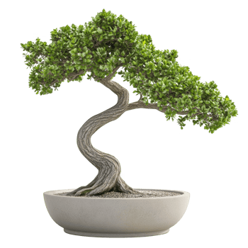 Bonsai tree in pot, studio shot on transparent background png
