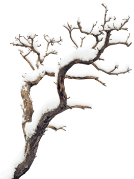 Bare tree covered with snow texture on transparent background png