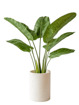 Green plant in pot decoration element on transparent background png