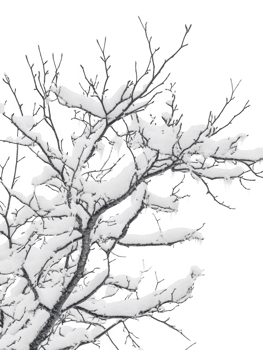 Branches covered with snow detail on transparent background png