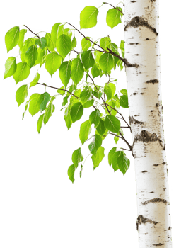 Birch tree with green leaves trunk isolated on transparent background png