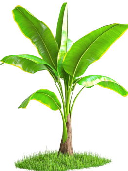 Banana plant with grass growth on transparent background png