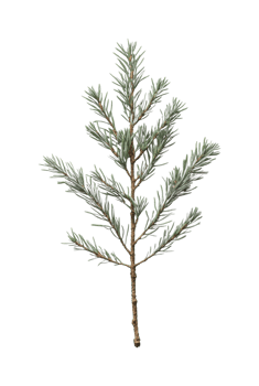 Detailed close-up of a green pine branch with needle-like leaves png