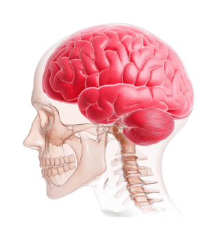 Detailed anatomy of human brain in transparent skull side view png