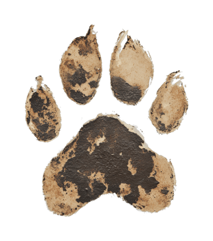 Animal paw print with distressed texture on solid background png