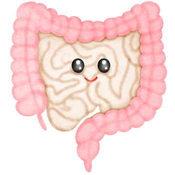 Cartoon Human Intestinal Anatomy png