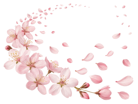 Beautiful cherry blossoms gracefully scatter, creating serene atmosphere filled with delicate petals and vibrant colors png