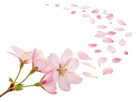 Beautiful cherry blossoms bloom gracefully, their delicate petals drifting softly in breeze, creating serene and enchanting atmosphere png