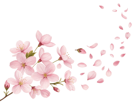 Beautiful arrangement of cherry blossoms in soft pink hues, with delicate petals gently falling, creating serene and peaceful atmosphere png