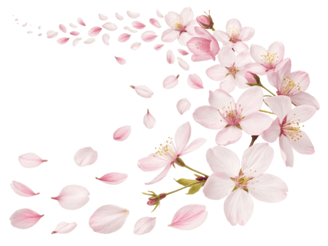 Delicate cherry blossoms gracefully scatter, creating beautiful flow of pink petals that evoke sense of tranquility and renewal png