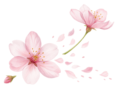 Beautiful cherry blossoms bloom with delicate petals drifting gracefully in breeze, creating serene and enchanting atmosphere png