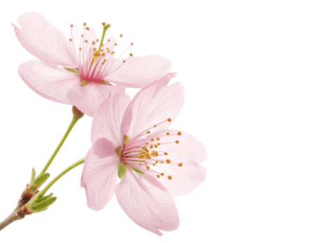 Beautiful cherry blossom flowers bloom gracefully, showcasing delicate pink petals and vibrant yellow stamens in serene display of nature beauty png
