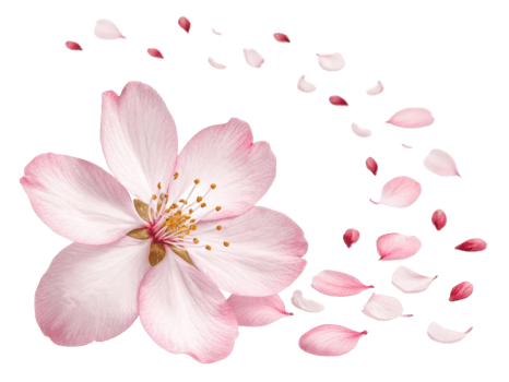 Beautiful cherry blossom flower with delicate pink petals gracefully falling, creating serene and enchanting atmosphere png