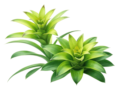 Bromeliad flowers showcase vibrant green leaves and striking shapes, adding beauty to any space with their unique charm and elegance png