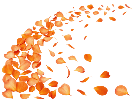 Beautiful orange petals gracefully scatter, creating vibrant display of nature artistry. delicate impatiens flower petals evoke sense png