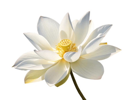 Beautiful lotus flower blooms gracefully, showcasing its delicate petals and vibrant center, symbolizing purity and tranquility png