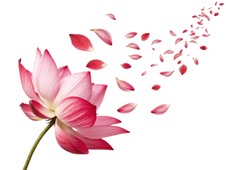 Beautiful lotus flower with delicate pink petals gracefully releases its petals into air, symbolizing tranquility and beauty png