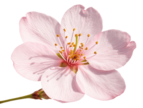 Beautiful cherry blossom flower showcases delicate pink petals and vibrant yellow stamens, symbolizing spring arrival and renewal png