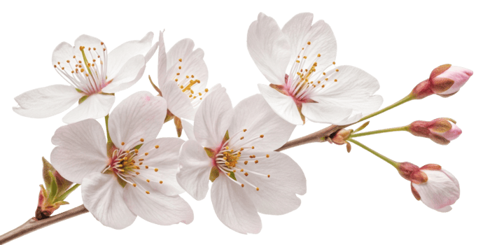 Beautiful cherry blossoms bloom gracefully, showcasing delicate petals and vibrant colors that evoke sense of tranquility and joy png