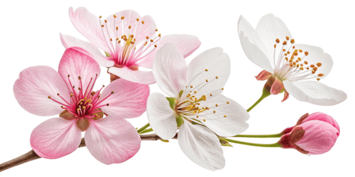 Cherry blossom flower blooms beautifully with delicate petals in shades of pink and white creating serene and joyful atmosphere png