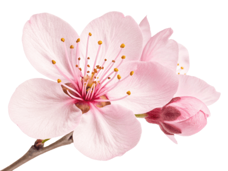 Cherry blossoms are delicate flowers that bloom beautifully in spring, showcasing soft pink petals and vibrant yellow stamens png