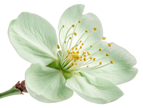 Delicate cherry blossom flower showcases its soft petals and vibrant yellow stamens, symbolizing beauty and renewal in nature png