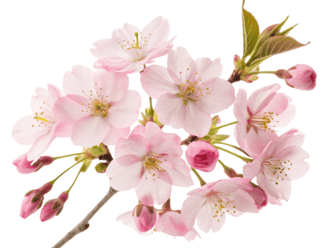 Beautiful cherry blossom flower branch showcases delicate pink petals and budding flowers, evoking sense of spring renewal and beauty png