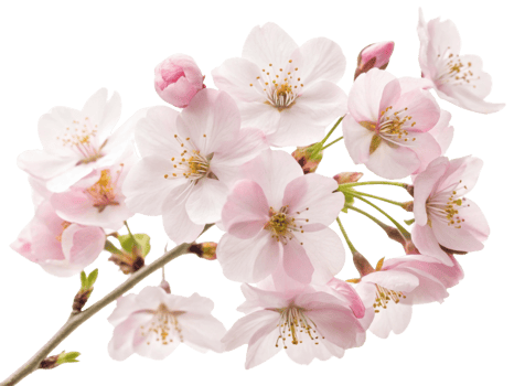 Delicate cherry blossom flowers bloom beautifully, showcasing their soft pink petals and intricate details, evoking sense of tranquility and joy png