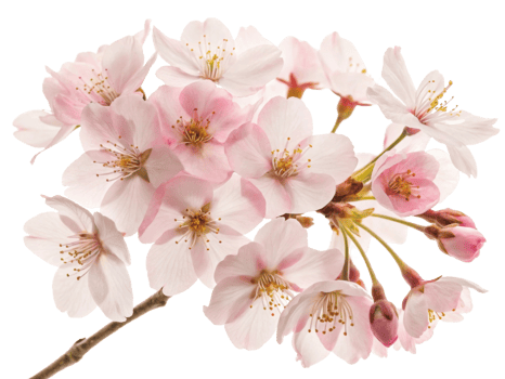 Delicate cherry blossom flowers bloom beautifully, showcasing soft pink petals and intricate details that evoke sense of tranquility and joy png
