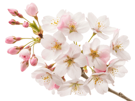 Delicate cherry blossom flowers in full bloom showcase their beauty with soft pink petals and vibrant yellow stamens, creating serene atmosphere png