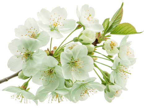 Delicate cherry blossom flowers bloom gracefully, showcasing their beauty and charm in serene display of nature artistry png