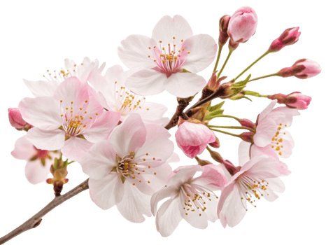 Beautiful cherry blossoms bloom with delicate pink petals and vibrant buds, creating serene and enchanting floral display png