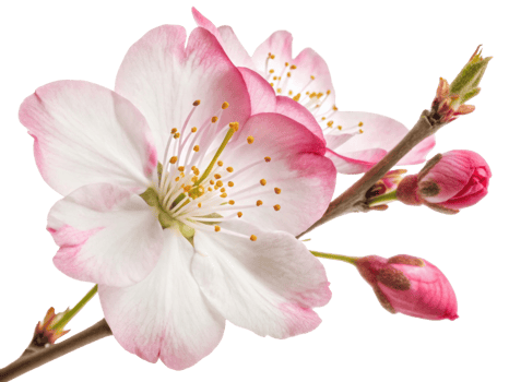 Beautiful cherry blossom flower showcases delicate petals in shades of pink and white, symbolizing spring arrival and renewal png