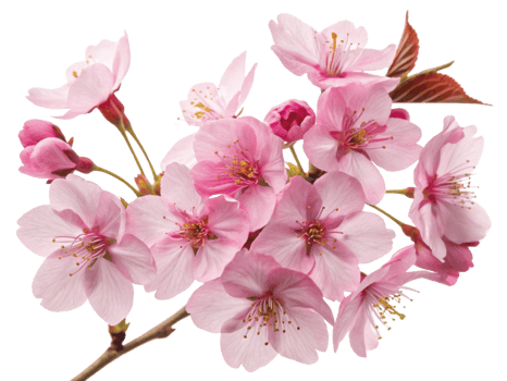 Beautiful cherry blossoms bloom with delicate pink flowers, creating serene and enchanting atmosphere in spring png