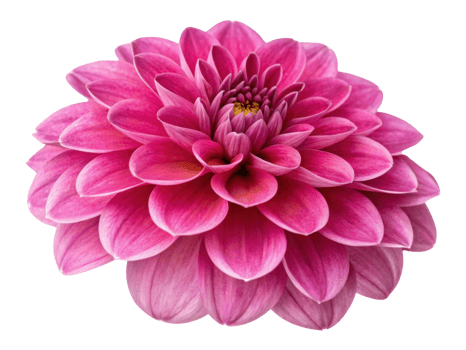 Vibrant impatiens flower showcases stunning pink petals radiating beauty and charm, perfect for brightening any garden or space png